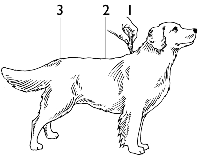 Applicera längs hundens rygg